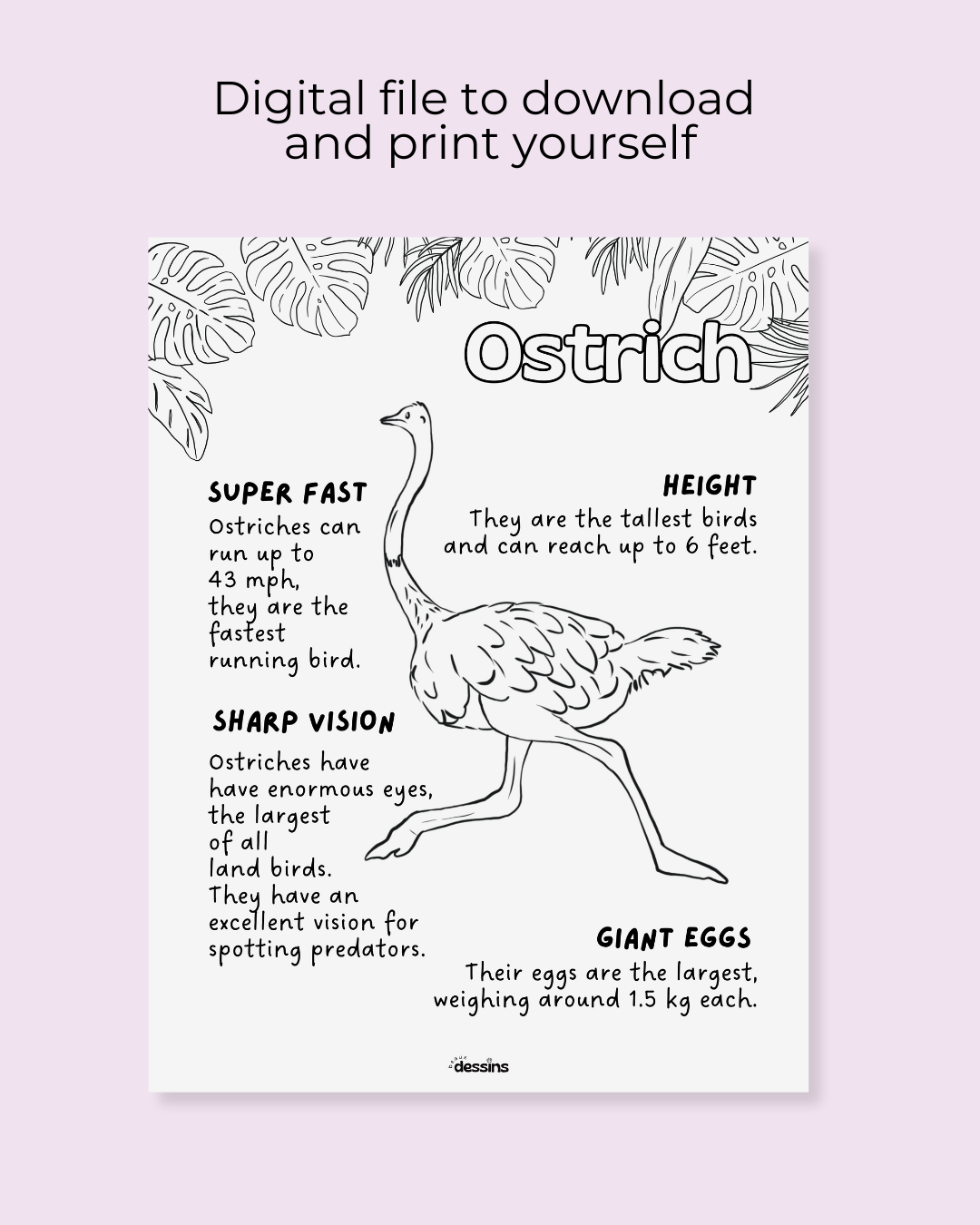 Fun facts | Ostrich