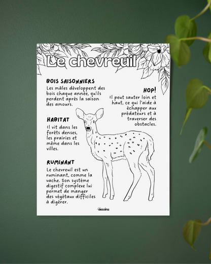 Fun facts | Deer