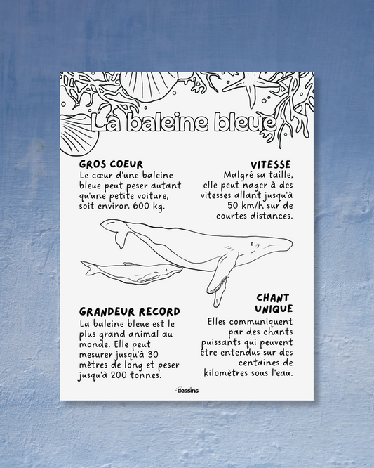 Faits intéressants | Baleine bleue