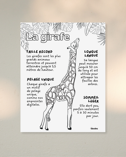 Fun facts | Giraffe