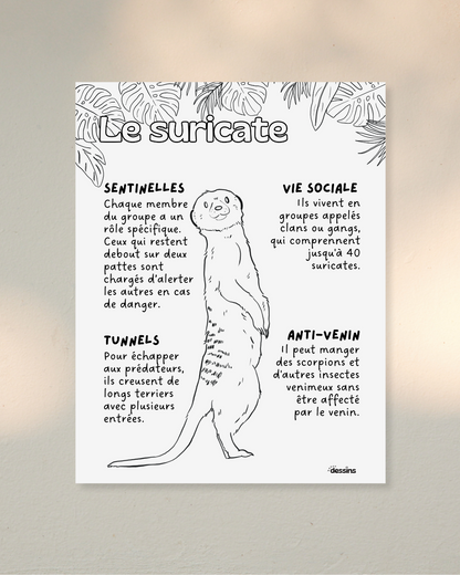 Faits intéressants | Suricate