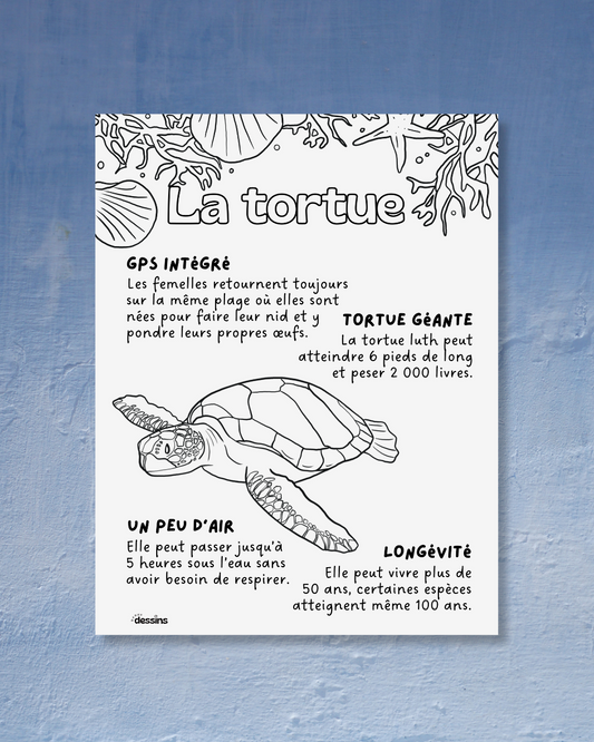 Faits intéressants | Tortue de mer