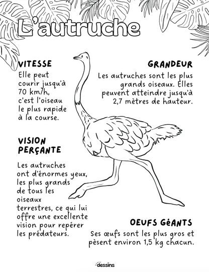 Fun facts | Ostrich