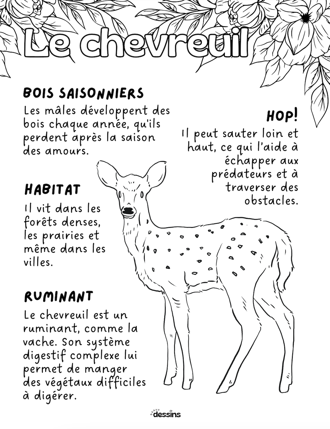 Fun facts | Deer