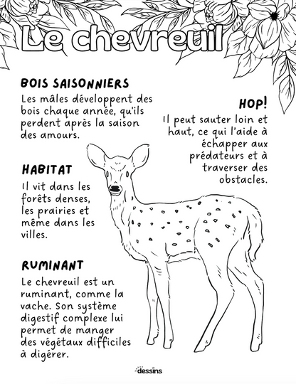 Fun facts | Deer