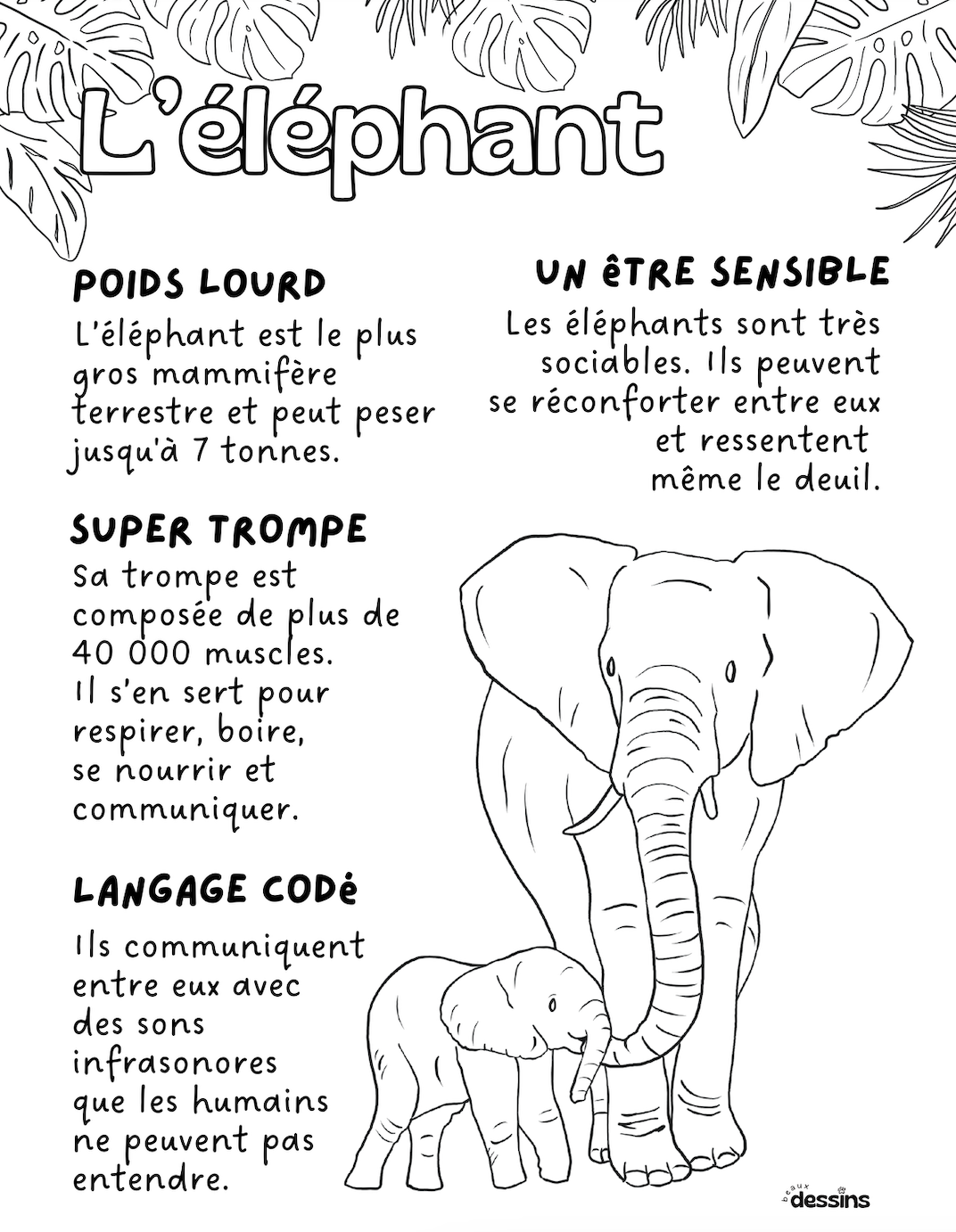 Faits intéressants | Éléphant