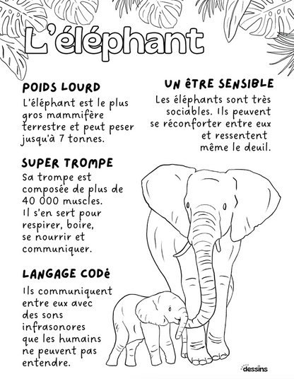 Faits intéressants | Éléphant