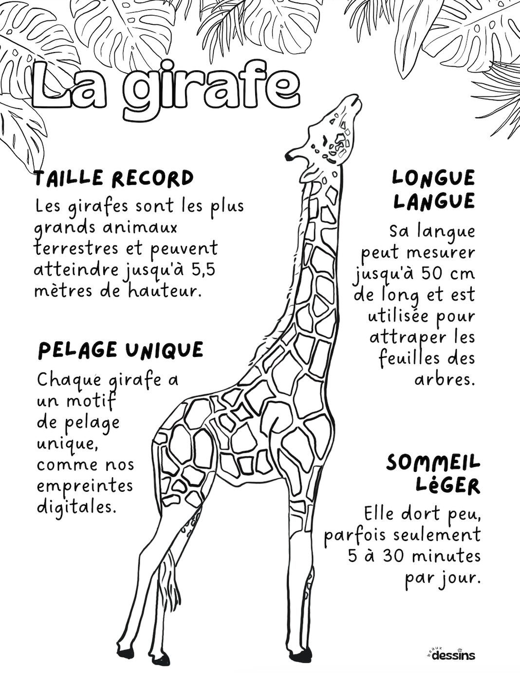 Fun facts | Giraffe