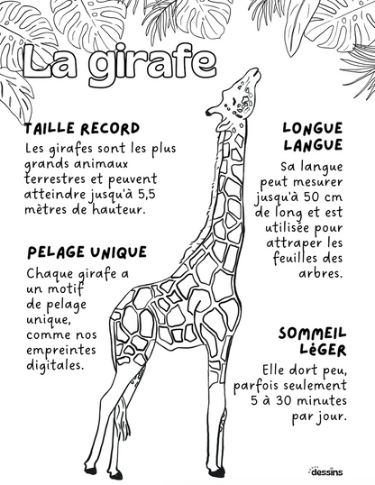 Fun facts | Giraffe