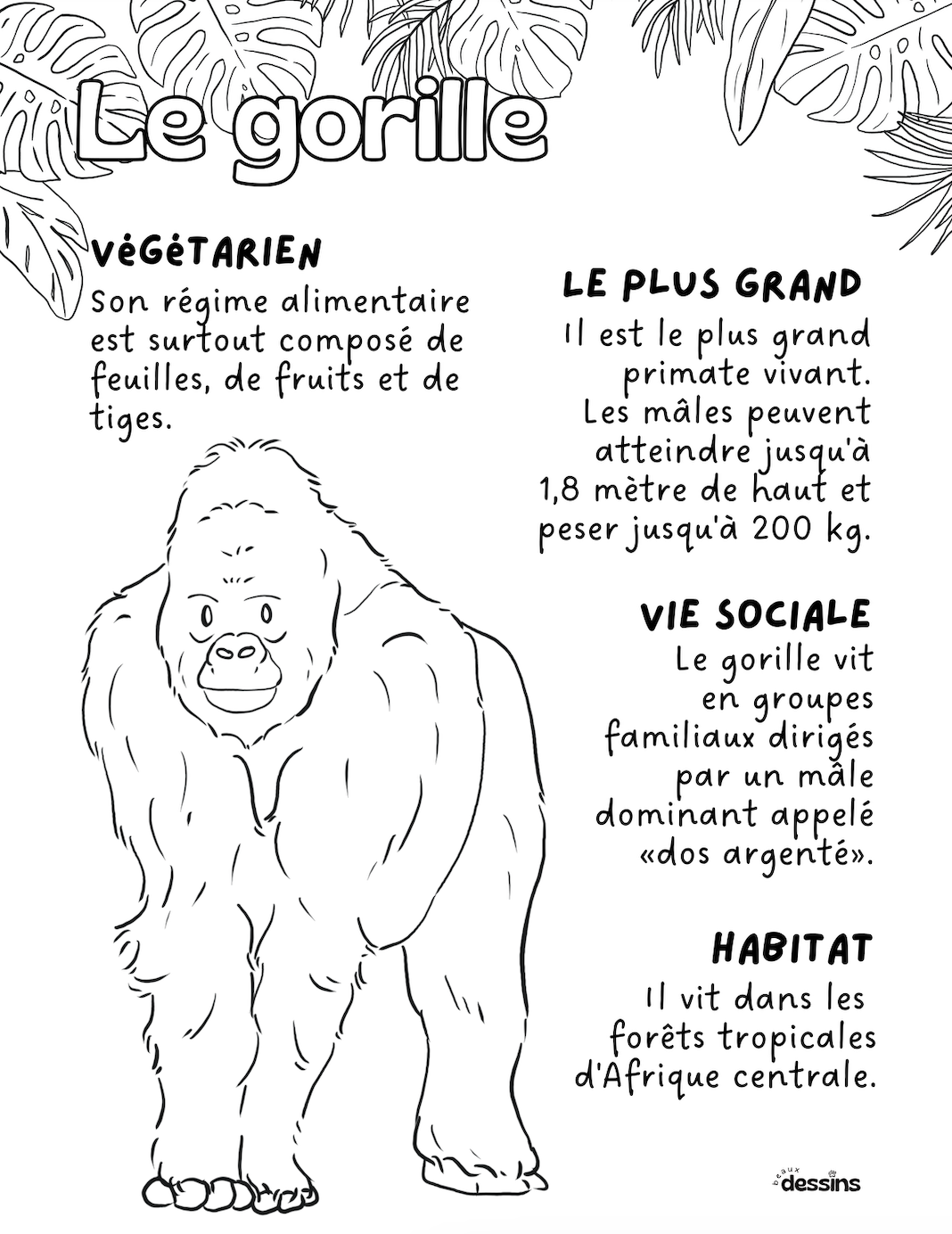 Fun facts | Gorilla