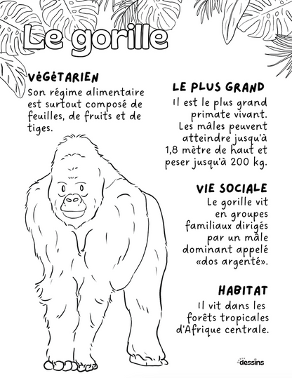 Fun facts | Gorilla