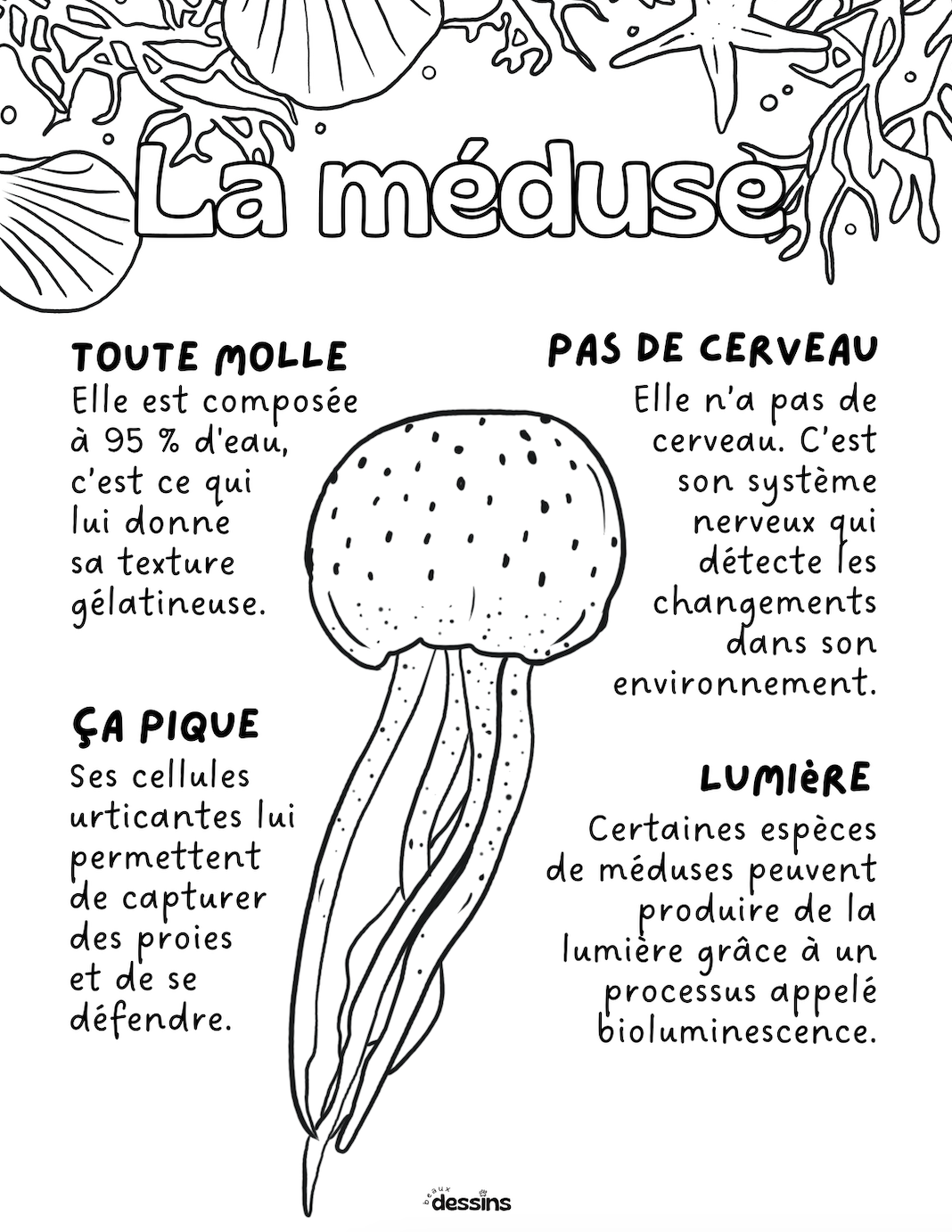 Faits intéressants | Méduse