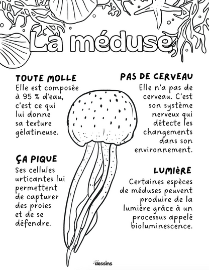 Faits intéressants | Méduse