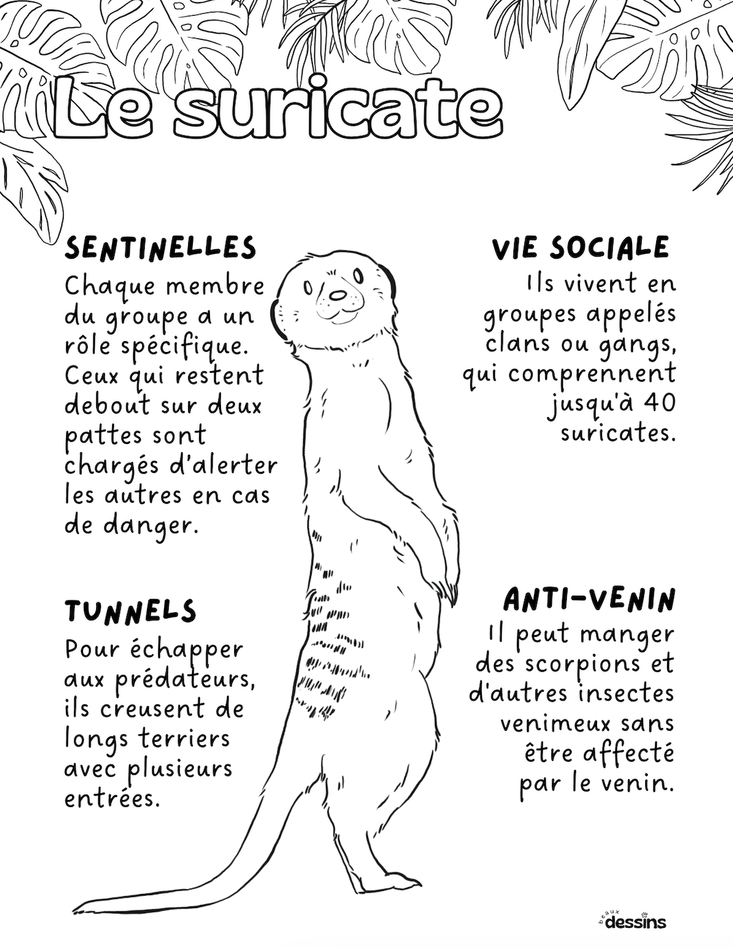 Faits intéressants | Suricate