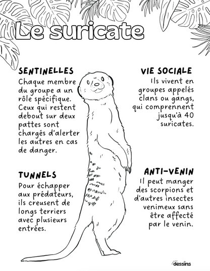 Faits intéressants | Suricate