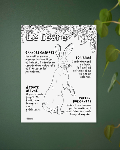 Fun facts | Hare