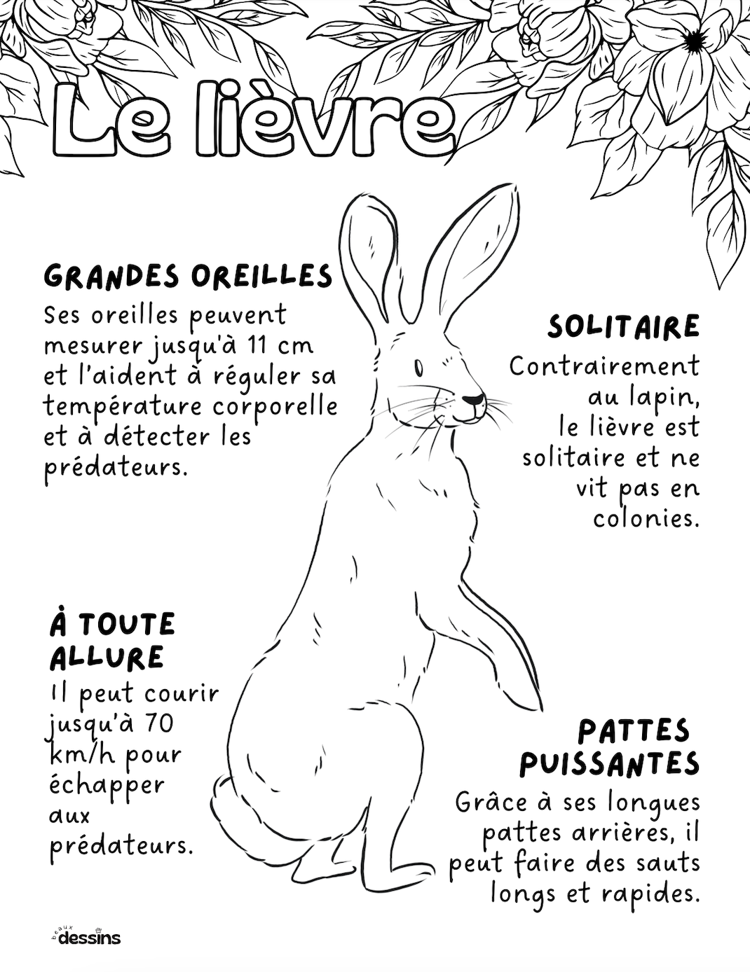 Fun facts | Hare