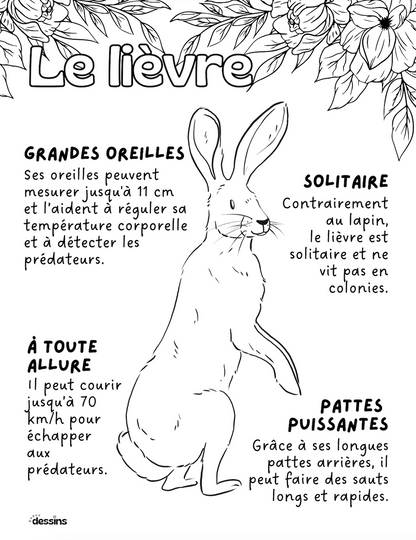 Fun facts | Hare