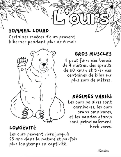 Faits intéressants | Ours