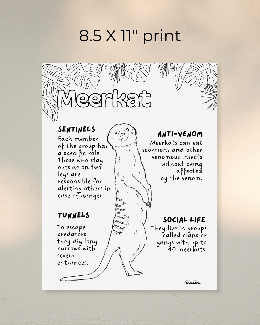 Faits intéressants | Suricate