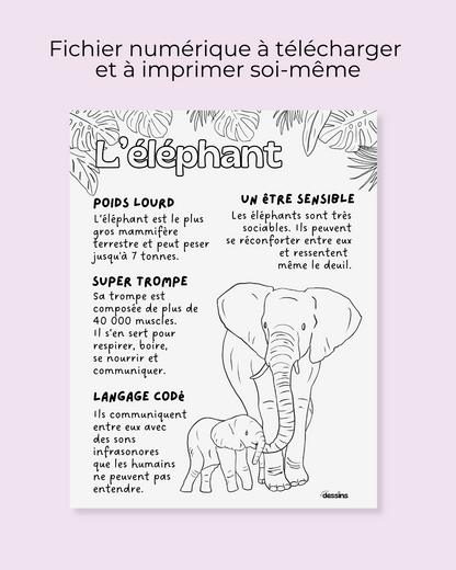 Faits intéressants | Éléphant