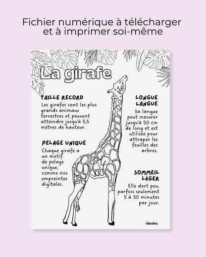 Fun facts | Giraffe