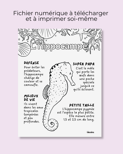 Fun facts | Seahorse