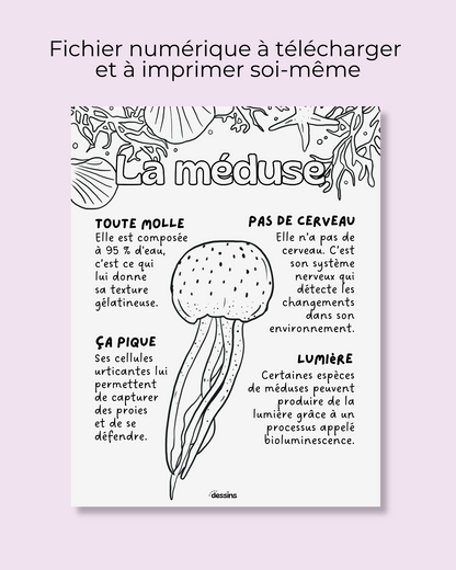 Faits intéressants | Méduse