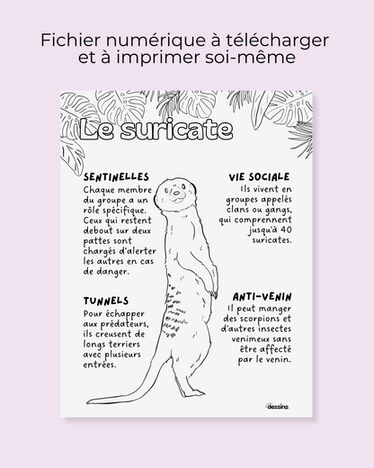 Faits intéressants | Suricate