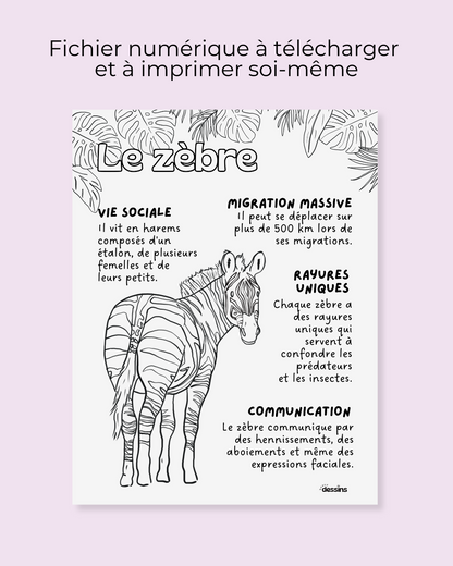 Faits intéressants | Zèbre