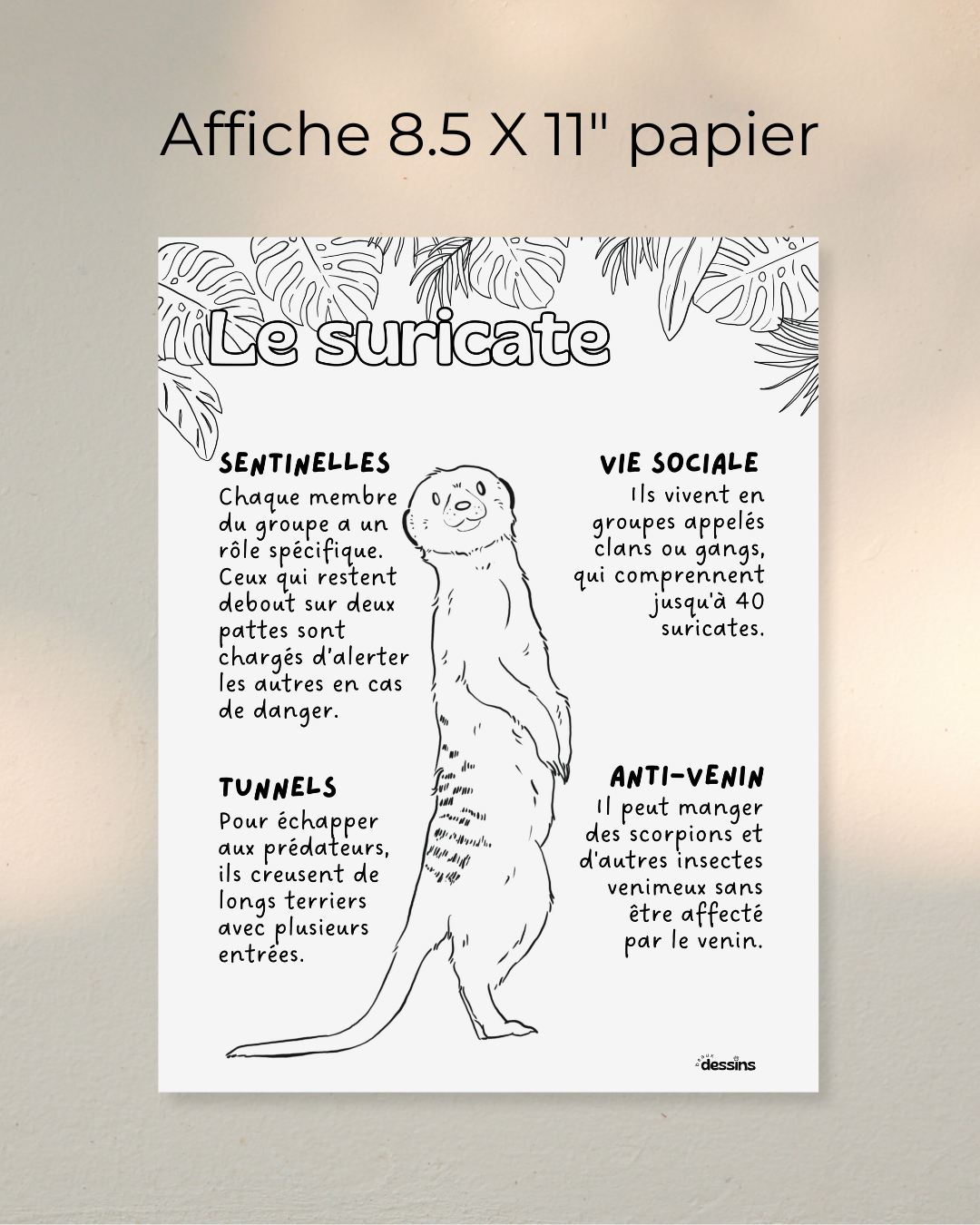 Faits intéressants | Suricate