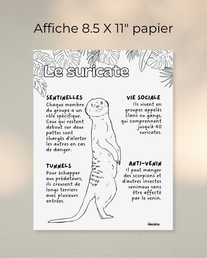 Faits intéressants | Suricate