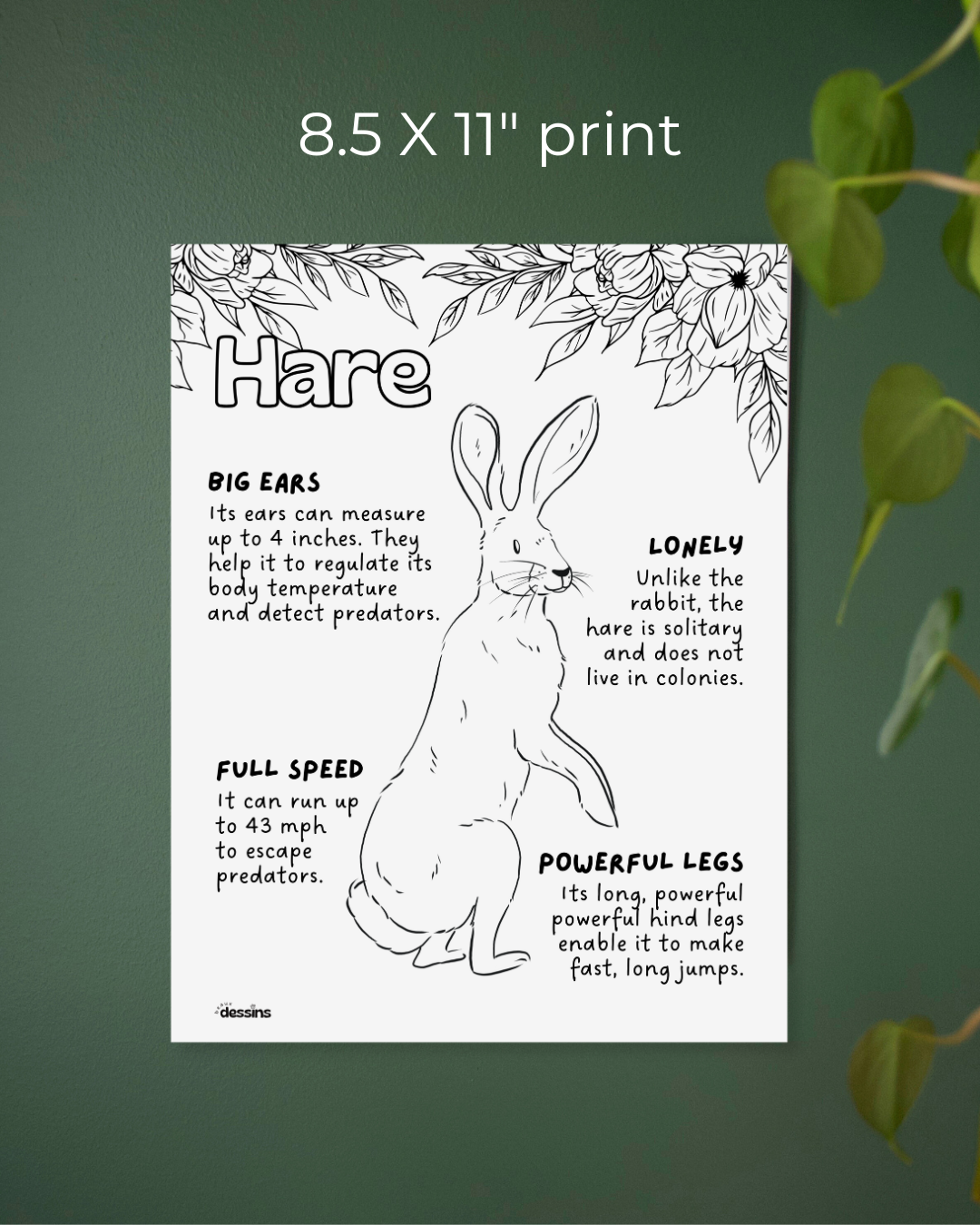 Fun facts | Hare